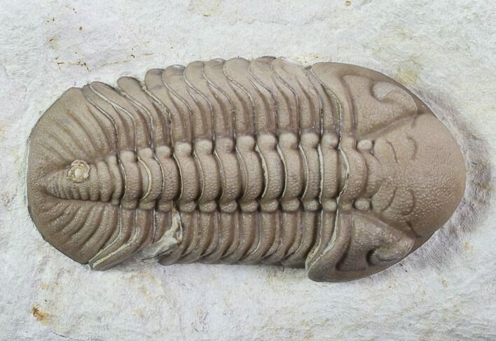 Large, Lochovella (Reedops) Trilobite - Black Cat Mountain #93999